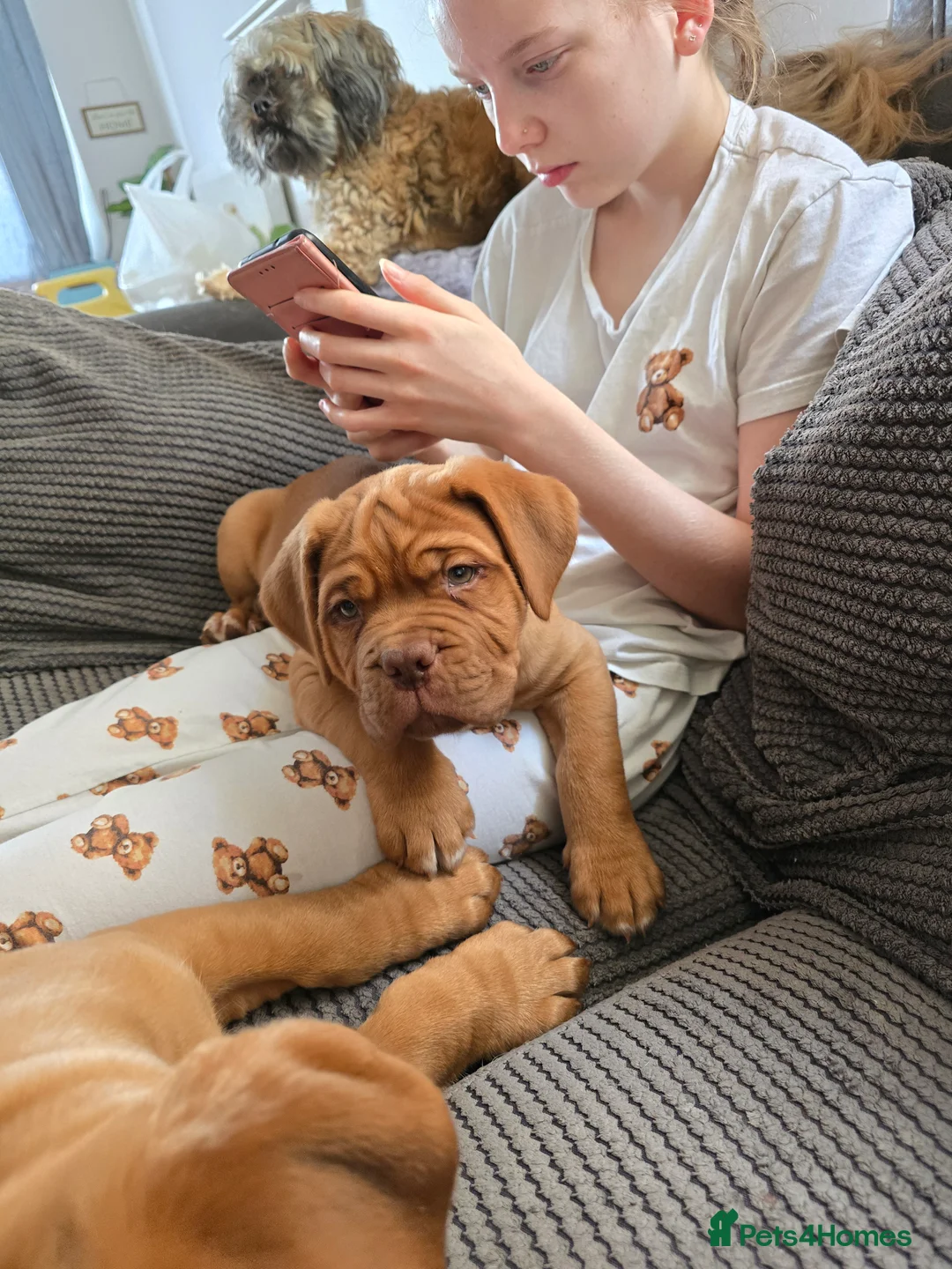 Dogue De Bordeaux dogs for sale: Just 1 male Dogue de bordeux puppy left for sale! - Advert 10