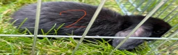 Mixed Breed rabbits for sale: Bunnies for sale  - Advert 8