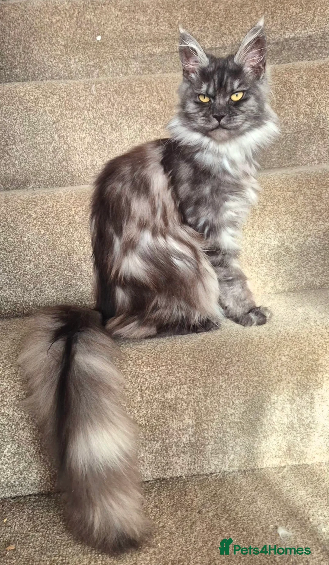 Maine Coon cats for sale: Active reg Black smoke female  - Advert 2