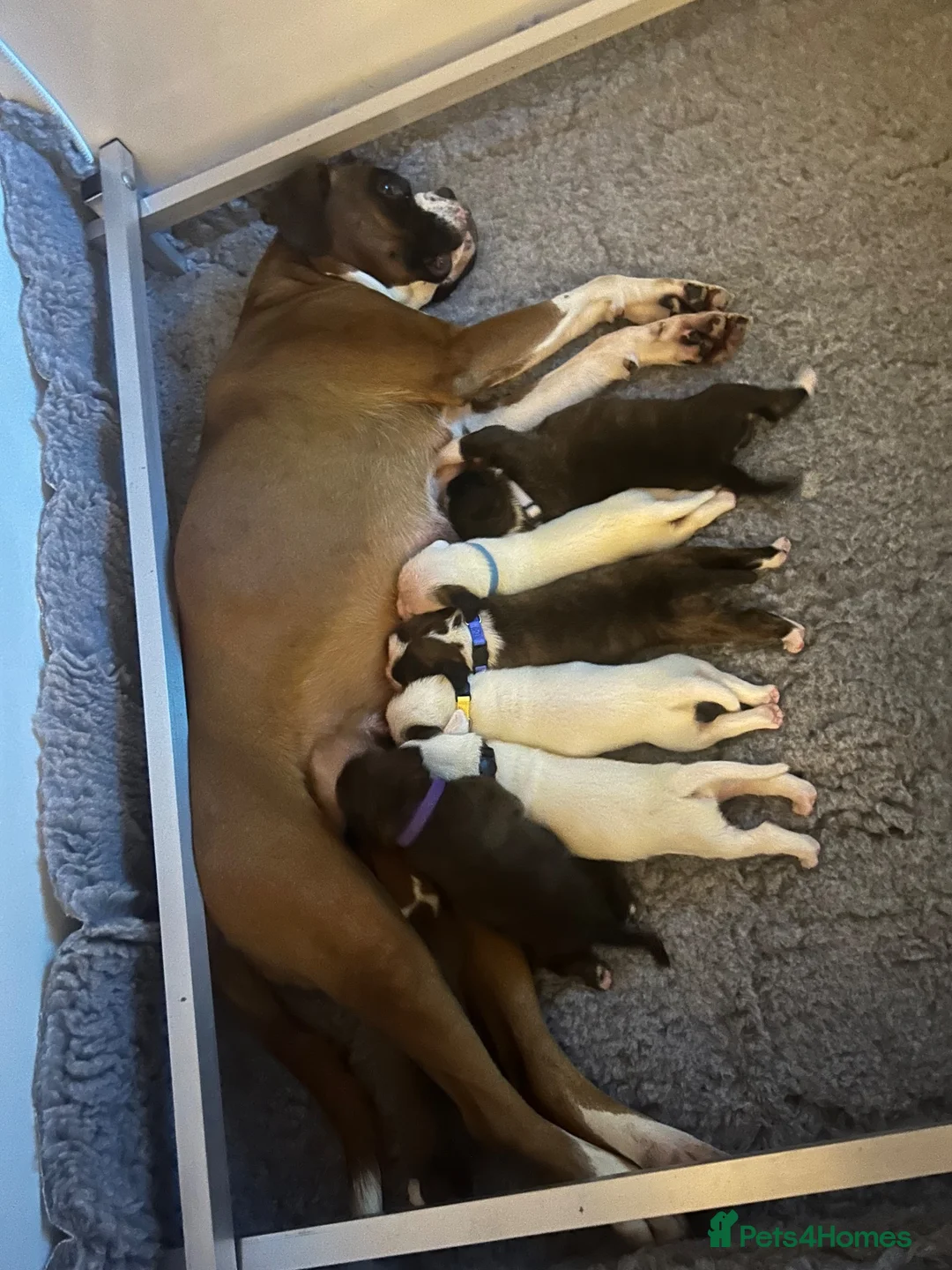 Boxer dogs for sale: Boxer puppies for sale  - Advert 4