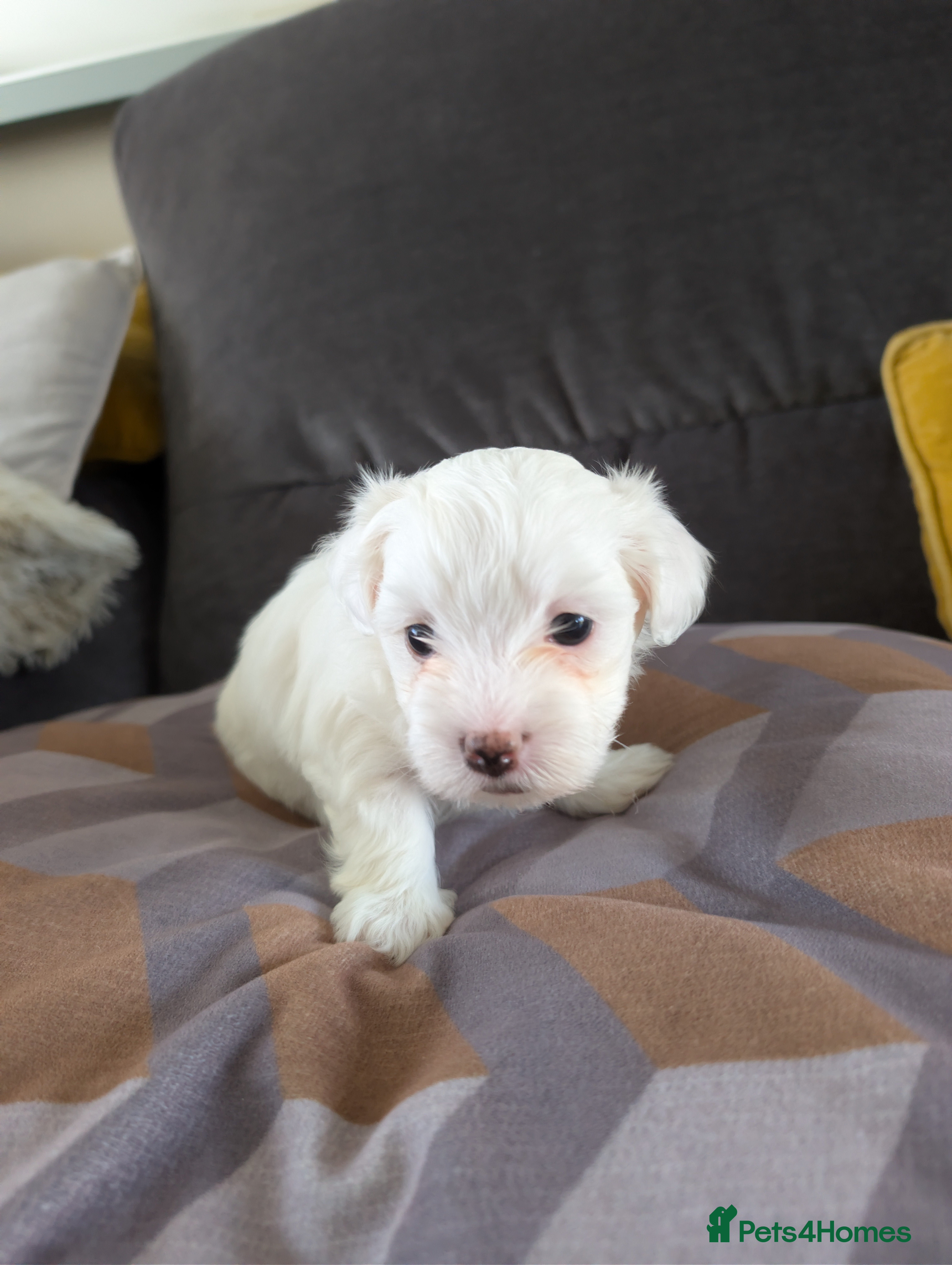 Mixed Breed dogs Beautiful Maltese Puppies  - Advert 2
