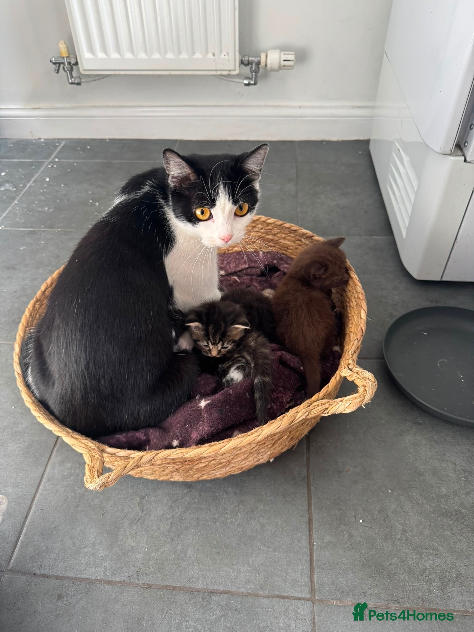 Mixed Breed cats Help us find forever homes  - Advert 1
