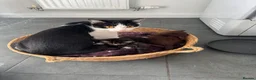 Mixed Breed cats for sale: Help us find forever homes  in Holmfirth - Advert 1