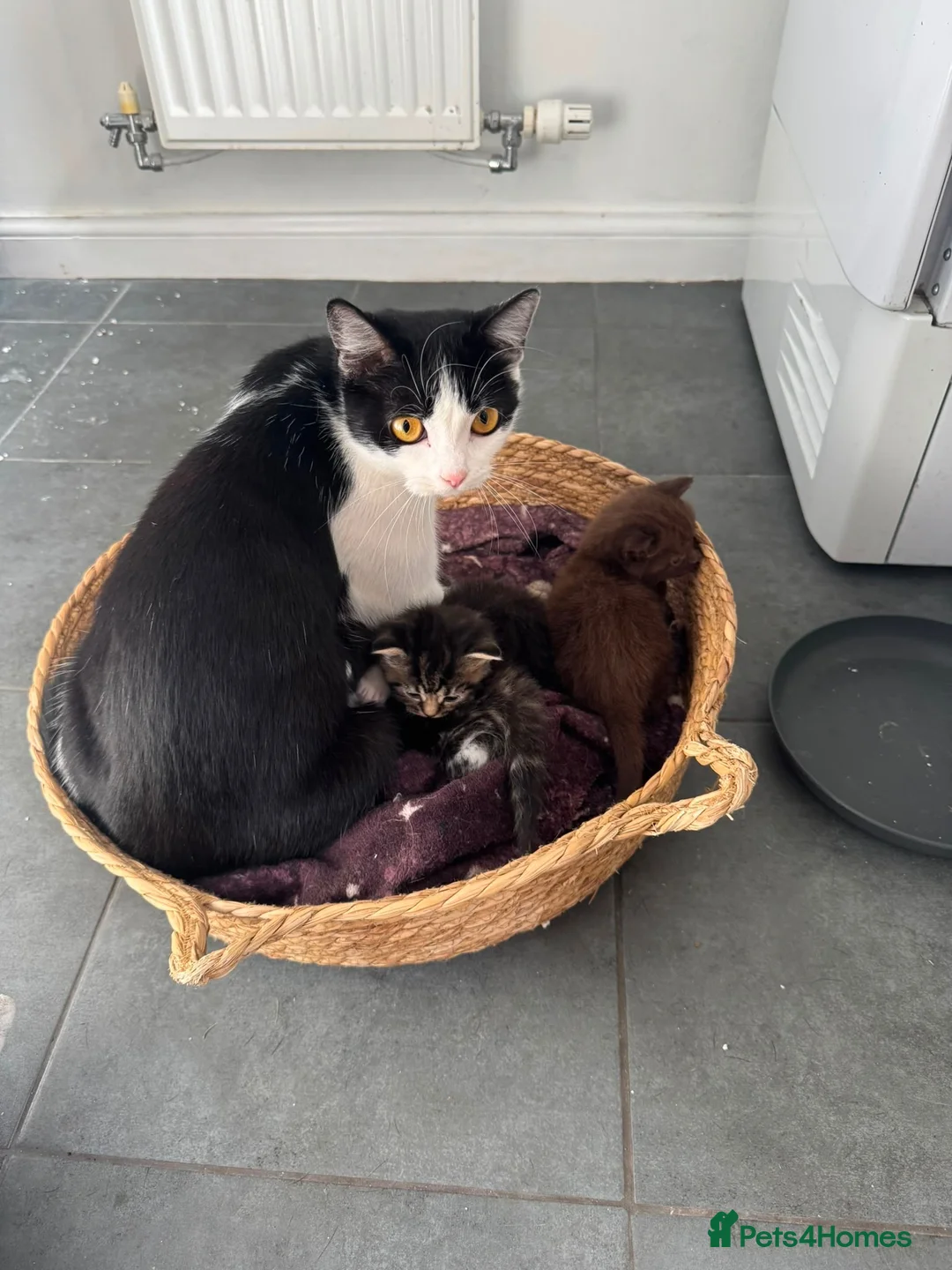 Mixed Breed cats for sale: Help us find forever homes  in Holmfirth - Advert 1