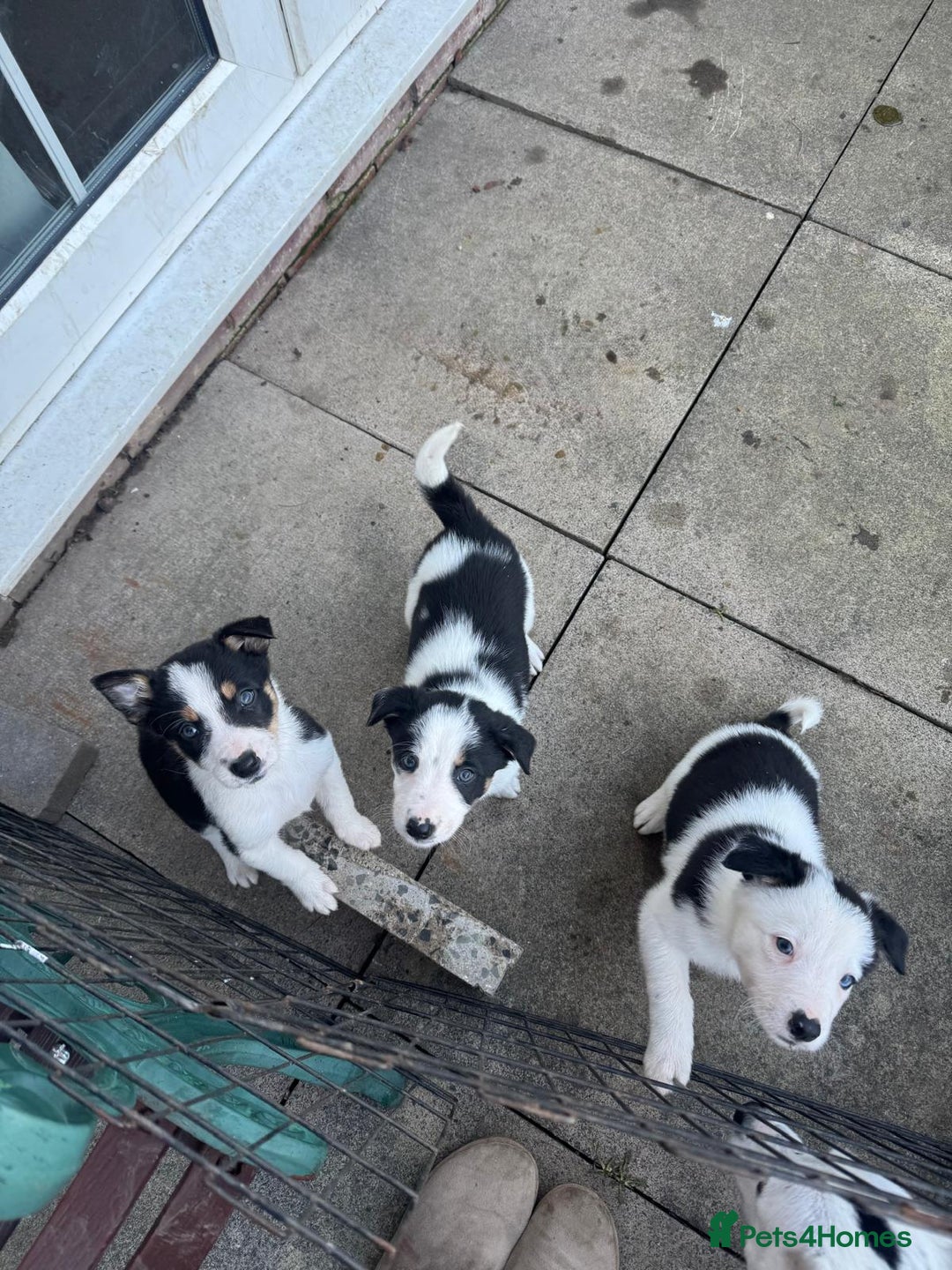Border Collie dogs for sale: Border Collie Pups - Health tested clear parents - Advert 14