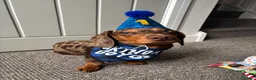 Dachshund dogs for stud: Dapple Dachshund  in Spalding - Advert 4