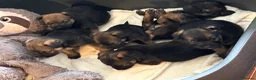 Border Terrier dogs for sale: KC reg Border terrier puppies  - Advert 4