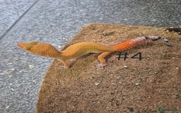 Leopard Gecko reptiles for sale: Juvenile Leopard Geckos  - Image 4
