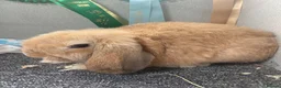Dwarf Lop rabbits for sale: Orange buck male lop - Advert 2