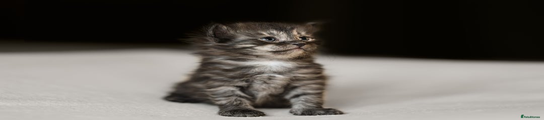 Siberian Kitten 6