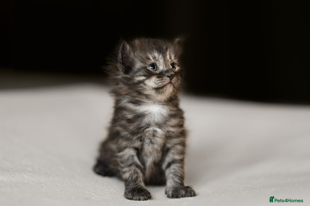 Siberian cats for sale: Traditional Siberian Kittens - 2 Girls Available - Image 6