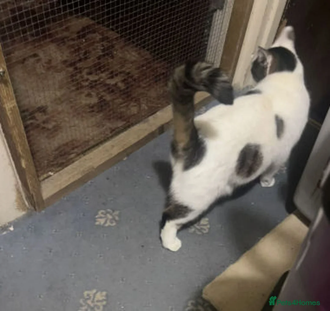 Mixed Breed cats for adoption: BELLA - Advert 11