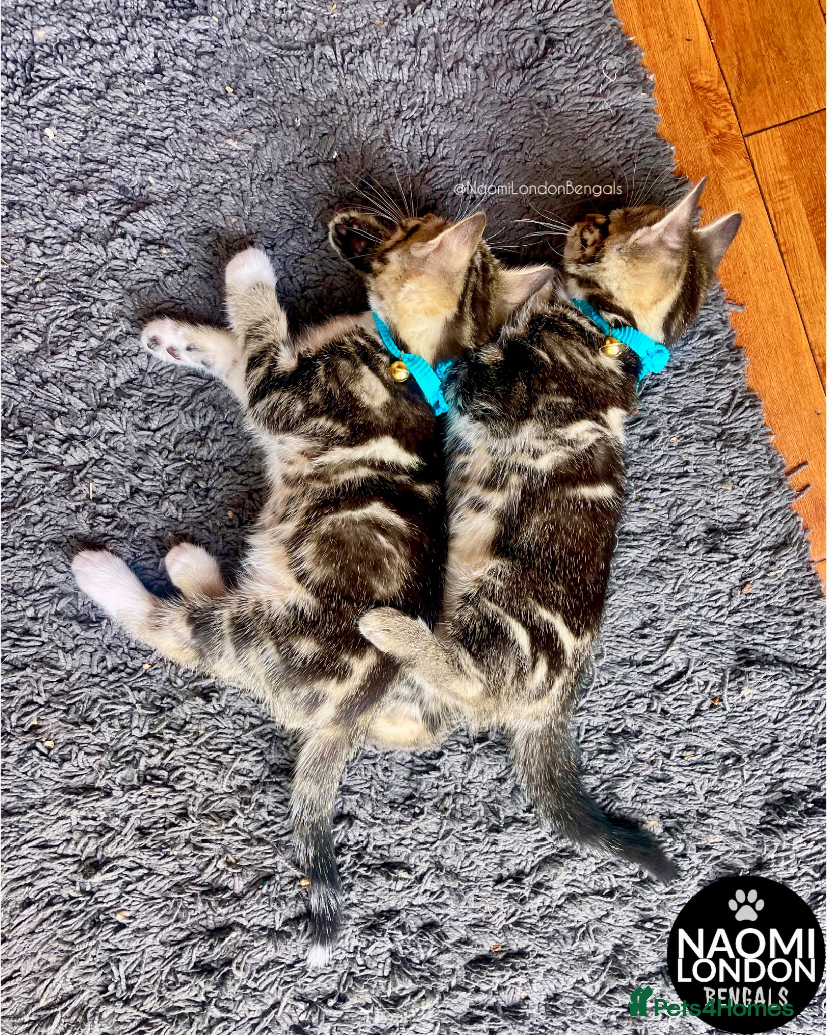 Bengal cats 💙🩵 BENGAL KITTENS 🩵💙 2 AVAILABLE! 🔥🔥 - Advert 2