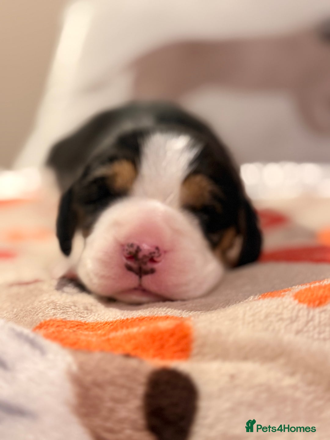 Beagle dogs for sale: KC Registered Beagle Puppies - Advert 1