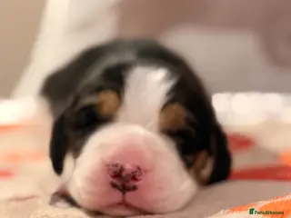 Beagle dogs KC Registered Beagle Puppies - Advert 8