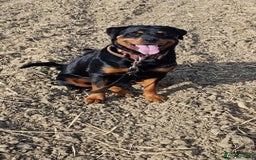 Rottweiler dogs for sale: Champion Bloodline KC Rottweiler puppies  - Image 1