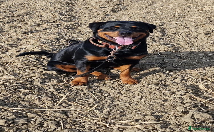 Rottweiler dogs - Advert 1