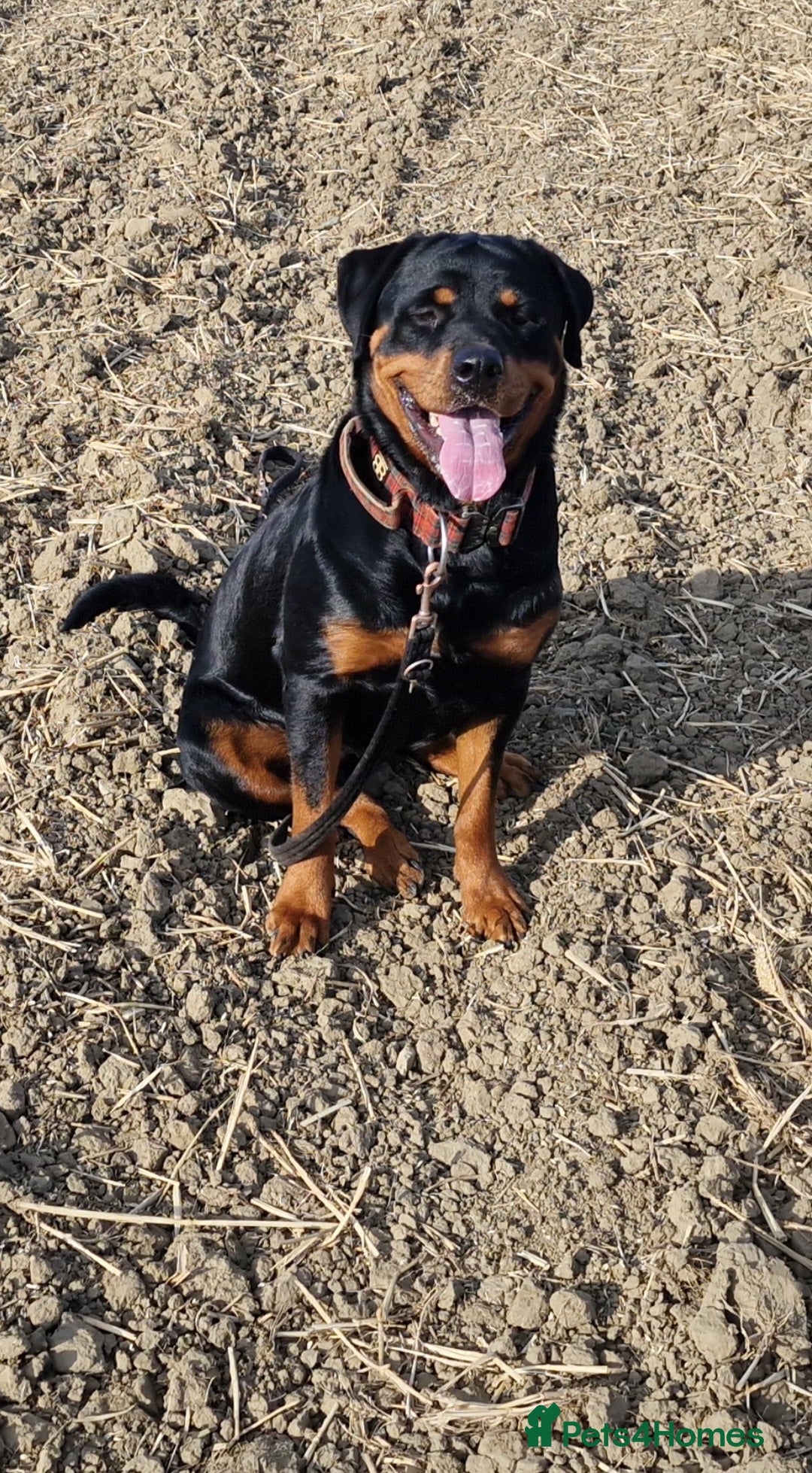Rottweiler dogs for sale: Champion Bloodline KC Rottweiler puppies  - Image 1