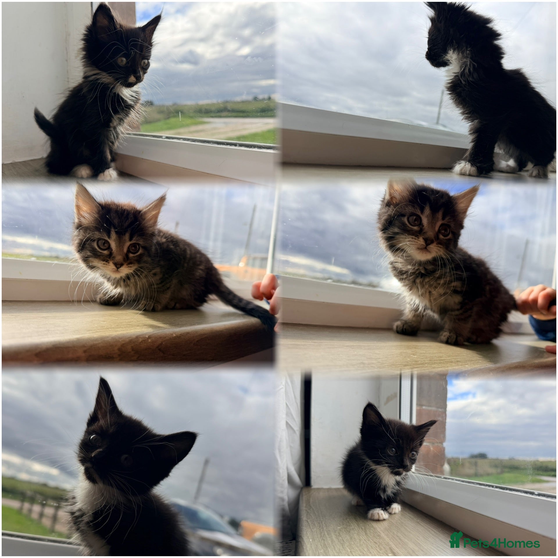 Maine Coon cats Maine coon x Bombay x Tabby - Advert 20