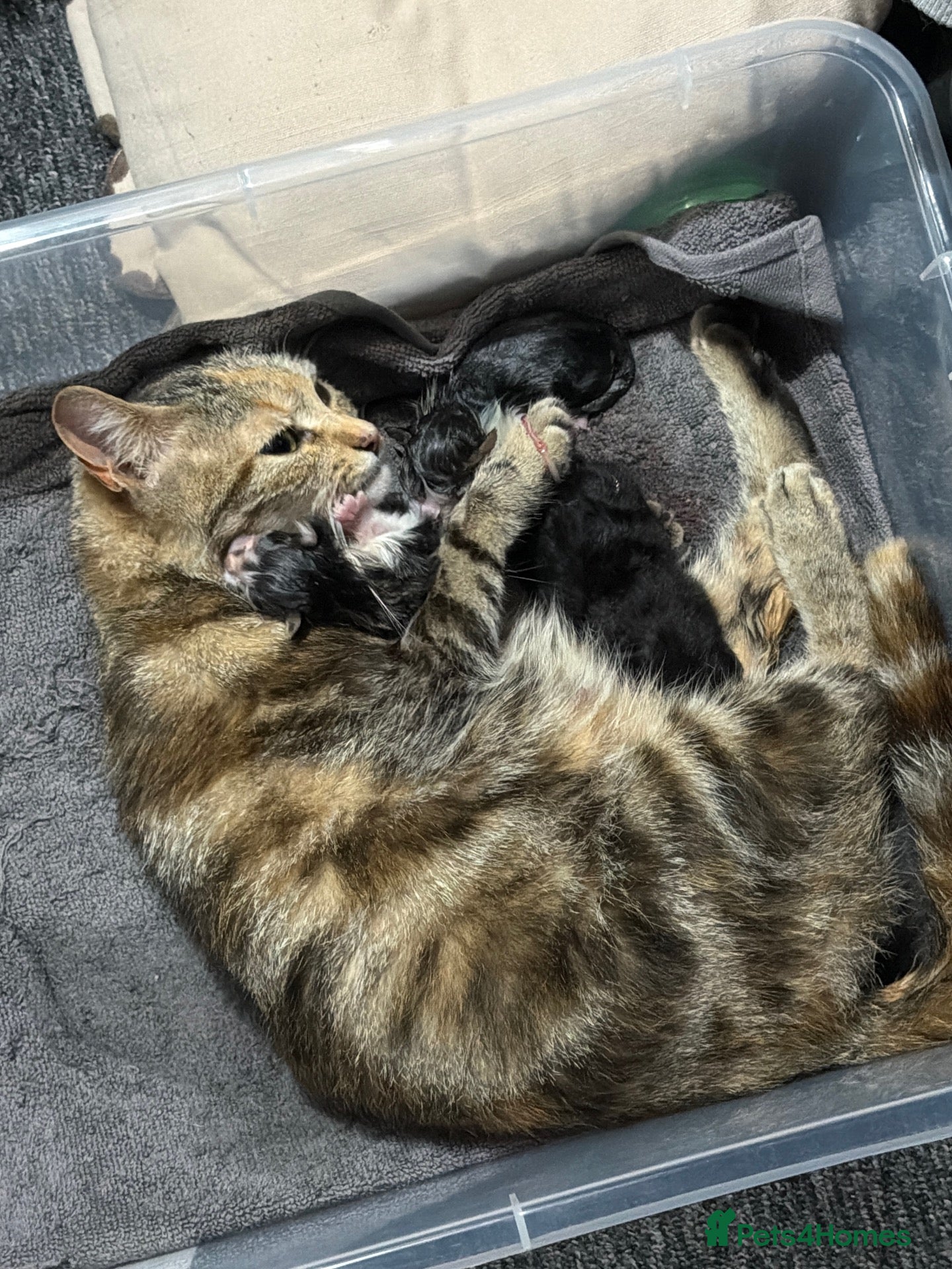 Mixed Breed cats Beautiful kittens  - Advert 1
