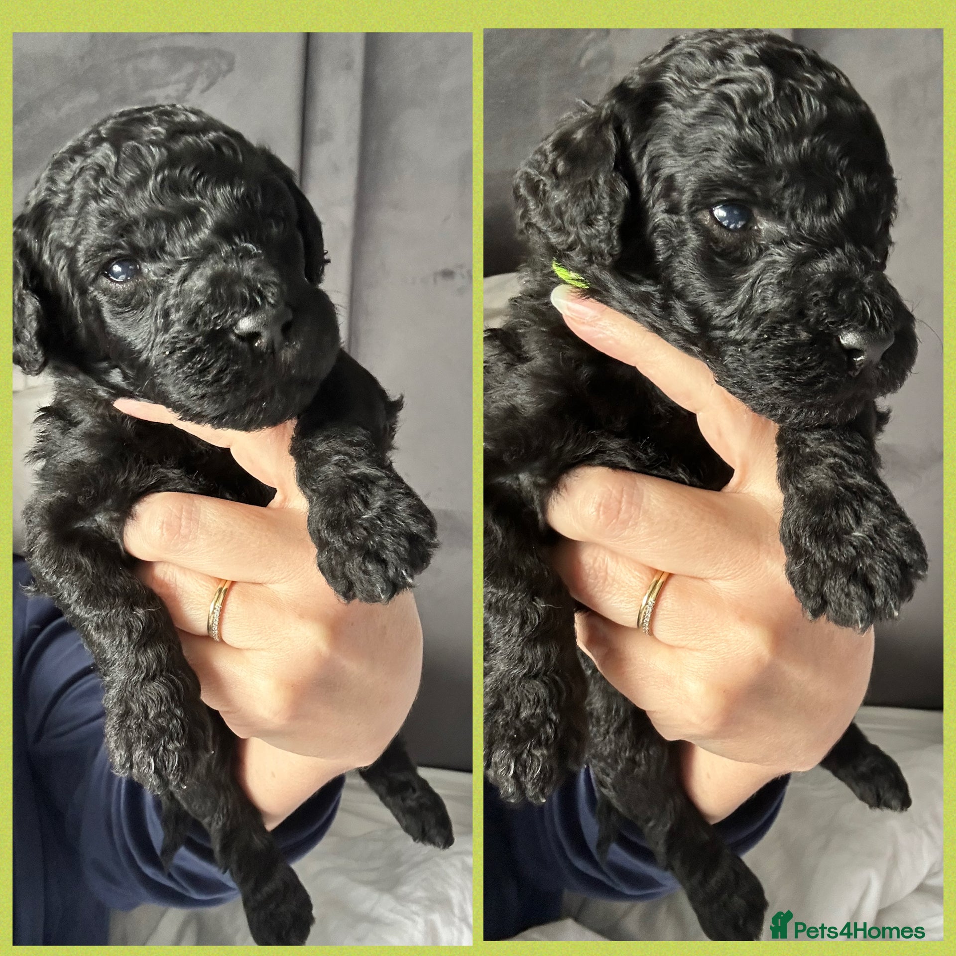 Labradoodle dogs  f1bb standard labradoodles - silver & apricots - Advert 12