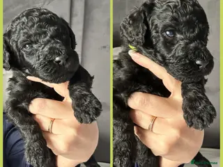 Labradoodle dogs f1bb standard labradoodles - silver & apricots - Advert 5
