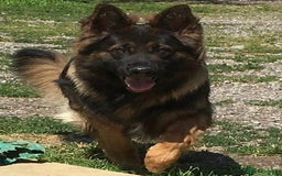 German Shepherd dogs for sale: GERMAN SHEPHERD PUPPIES FOR SALE - Image 3