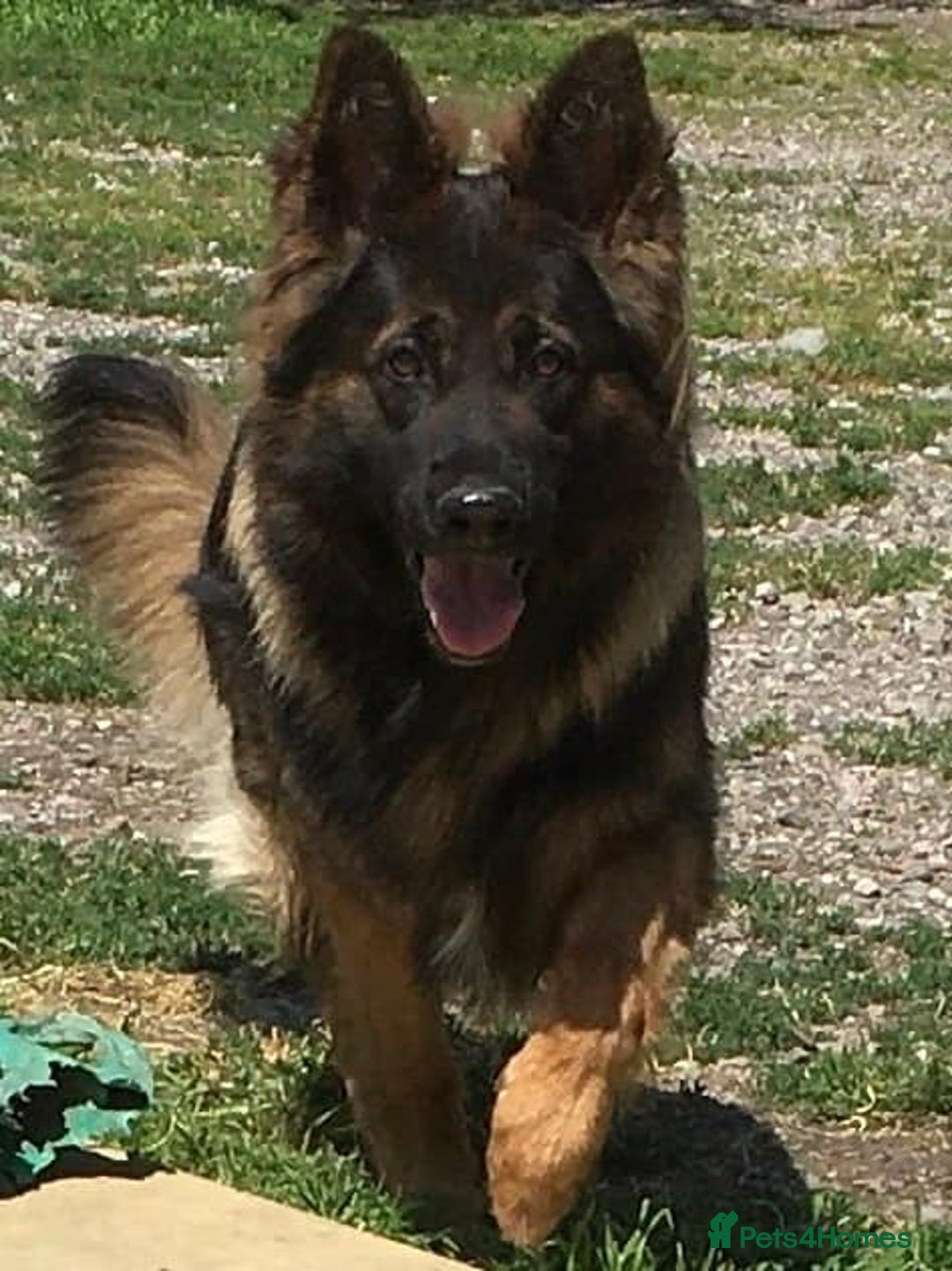 German Shepherd dogs for sale: GERMAN SHEPHERD PUPPIES FOR SALE - Image 3