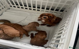 Mixed Breed dogs for sale: Cavapoo puppies  - Image 8