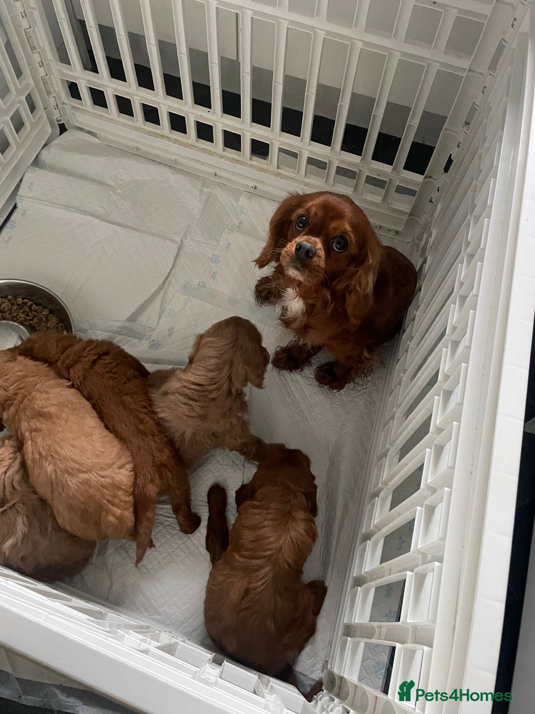 Mixed Breed dogs for sale: Cavapoo puppies  - Image 8