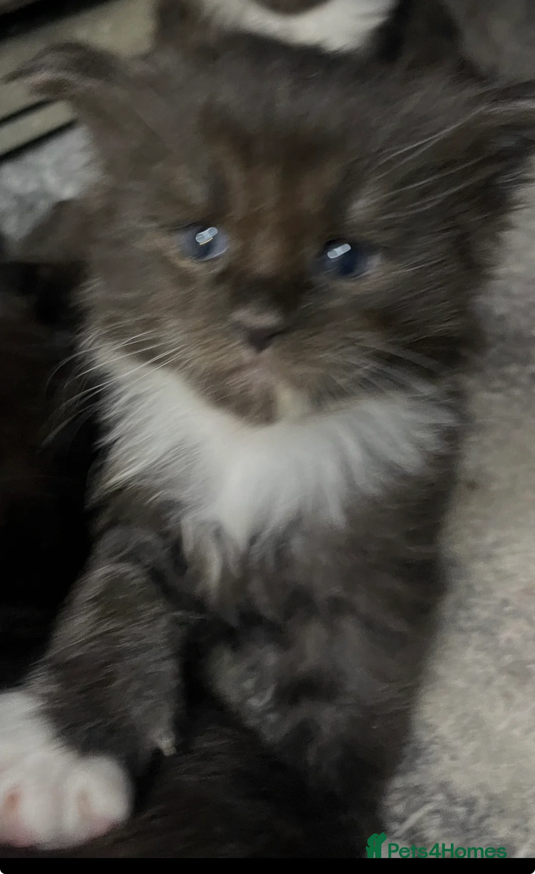 Maine Coon cats for sale: Hugh Maine coon babies  - Advert 30