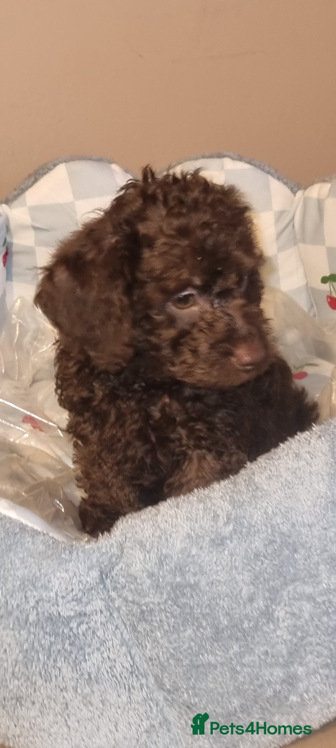 Westiepoo dogs for sale: WESTIEPOOS MAGiCAL X's SUPER SMOOTH SILKY n SOFT - Advert 5