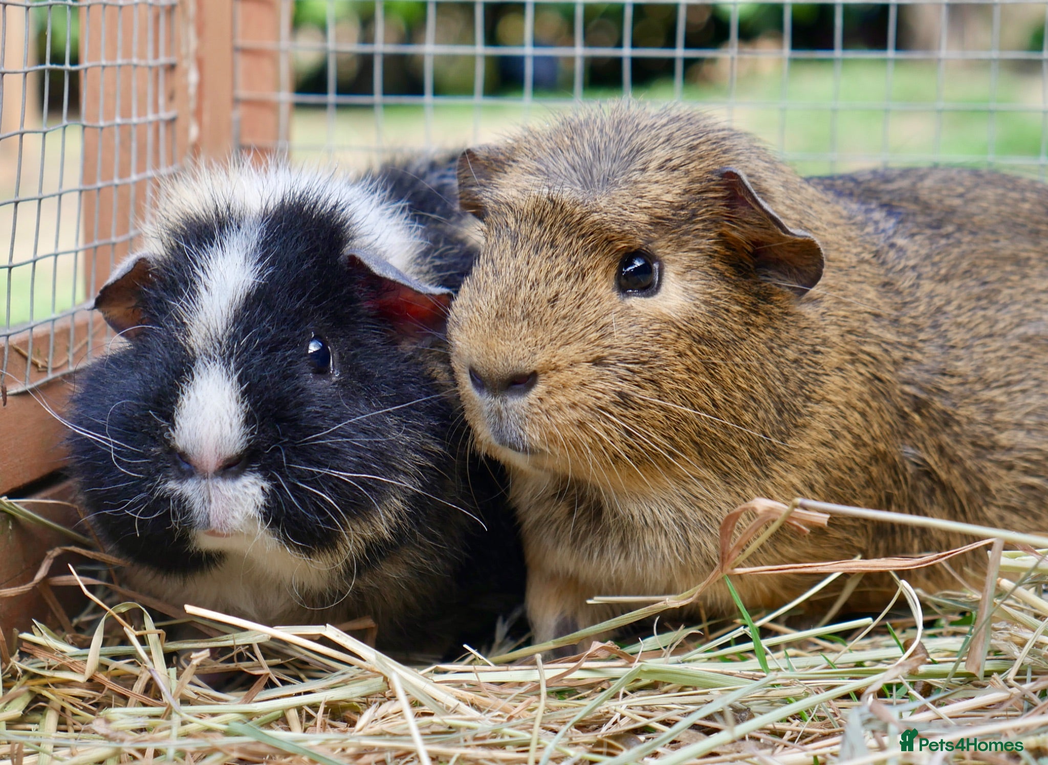 Guinea Pig rodents Several pairs of male guinea pigs - Advert 9