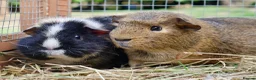 Guinea Pig rodents for sale: Several pairs of male guinea pigs - Advert 2
