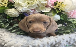 Miniature Dachshund dogs for sale: Adorable Miniature Dachshund Puppies for Sale. - Image 2