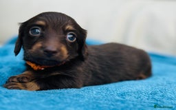 Dachshund dogs for sale: Mini Long-hair dachshund  - Image 2