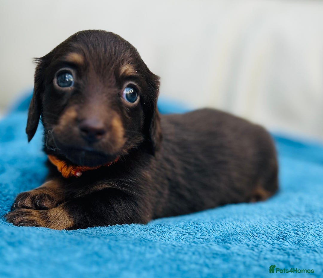 Dachshund dogs for sale: Mini Long-hair dachshund  - Image 2