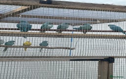 Ringnecks birds for sale: Ringneck in Barking - Image 4