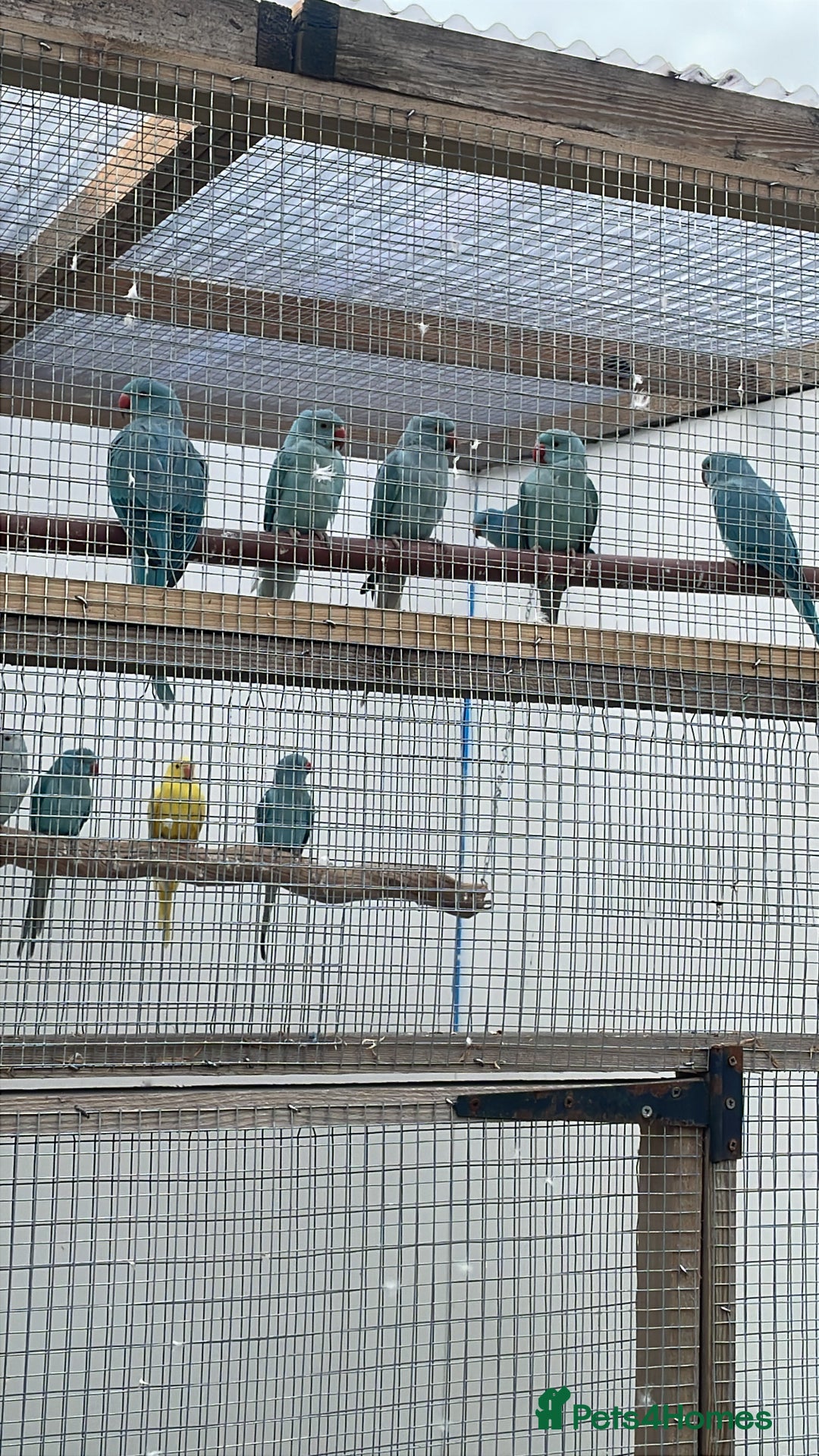 Ringnecks birds for sale: Ringneck in Barking - Image 4