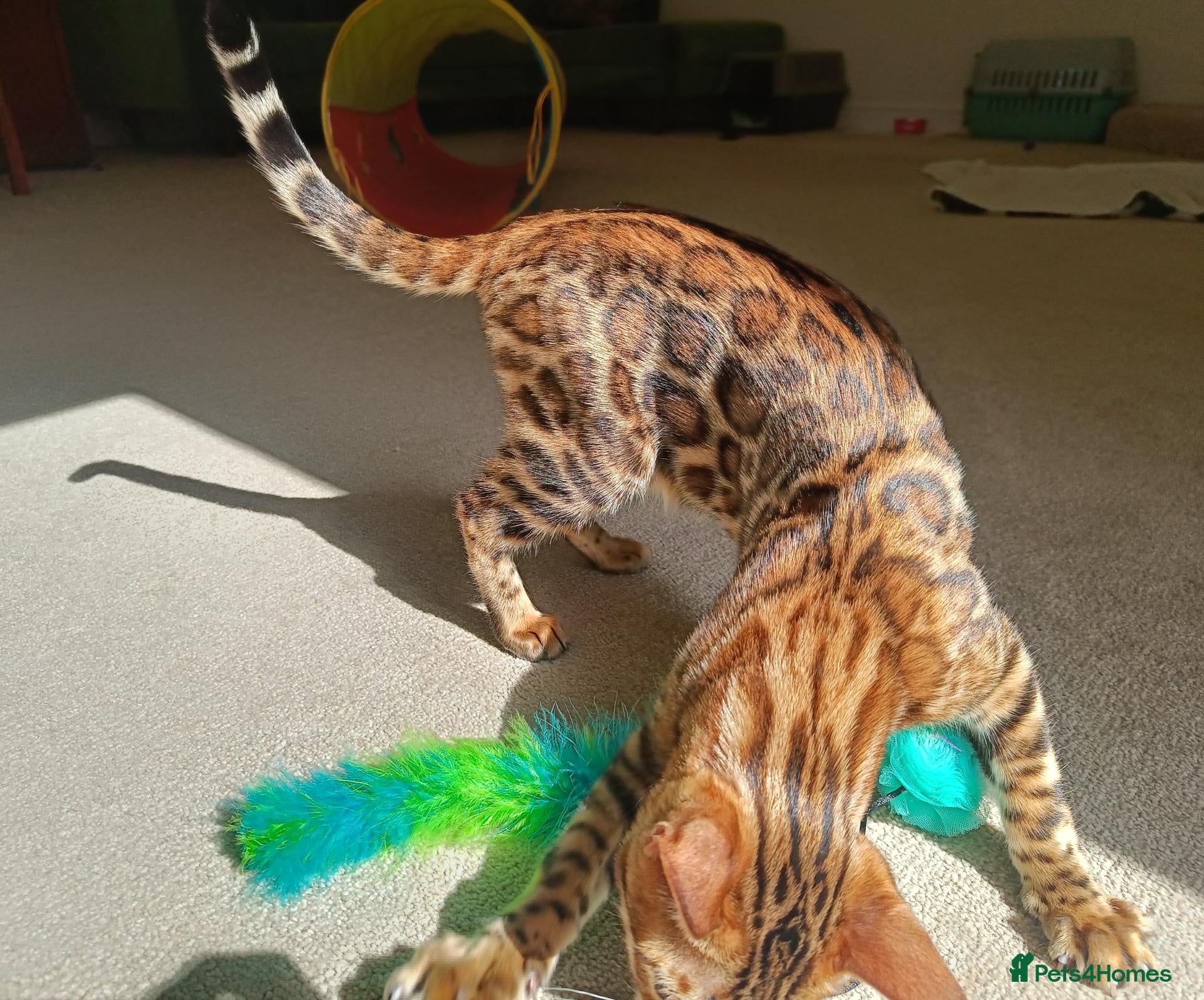 Bengal cats The last kitten: affectionate Bengal boy ❤️ - Advert 2