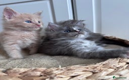 Maine Coon cats for sale: 🌟🌟Beautiful Maine Coon kittens 🌟🌟 - Image 4