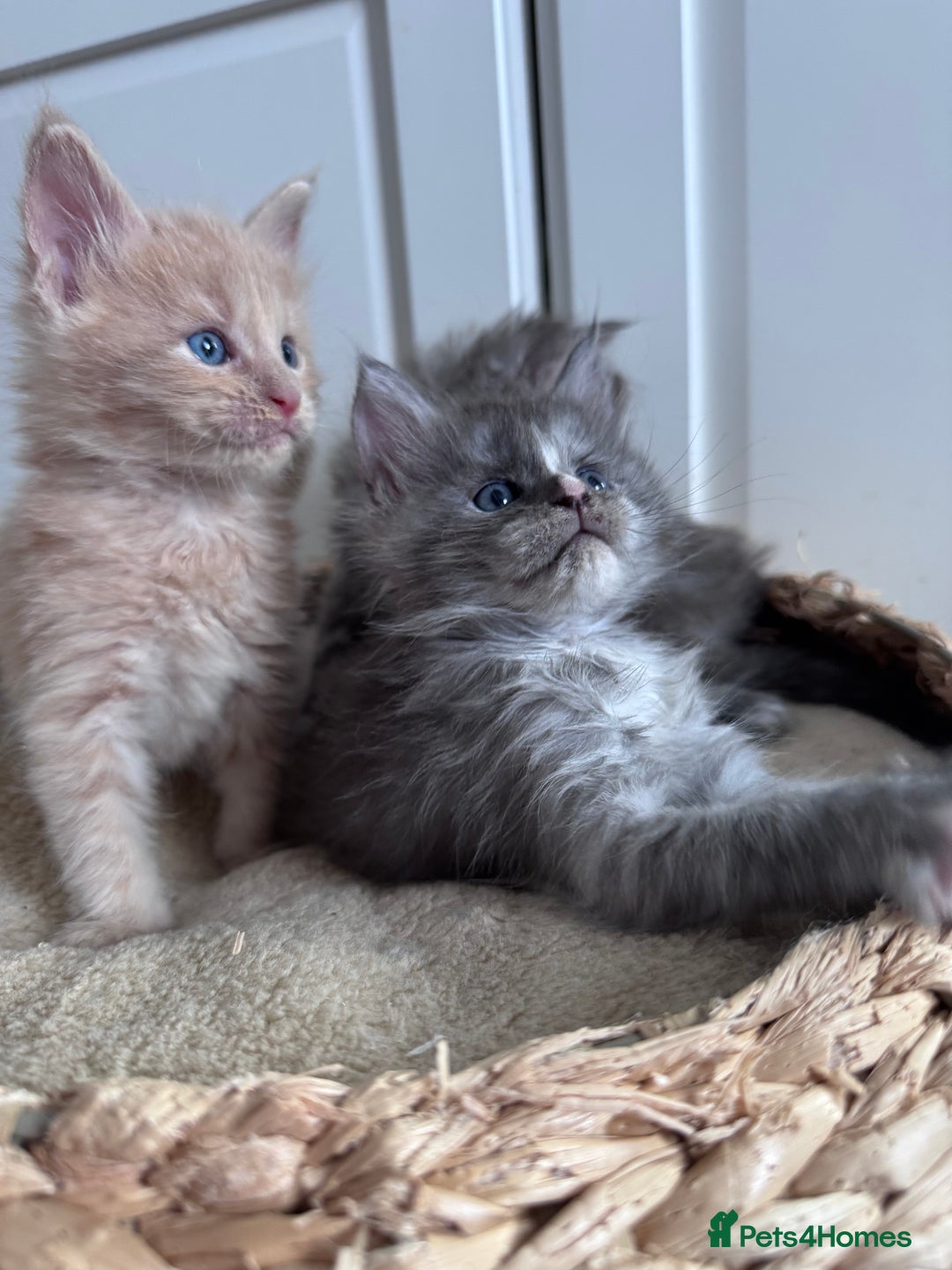 Maine Coon cats for sale: 🌟🌟Beautiful Maine Coon kittens 🌟🌟 - Image 4