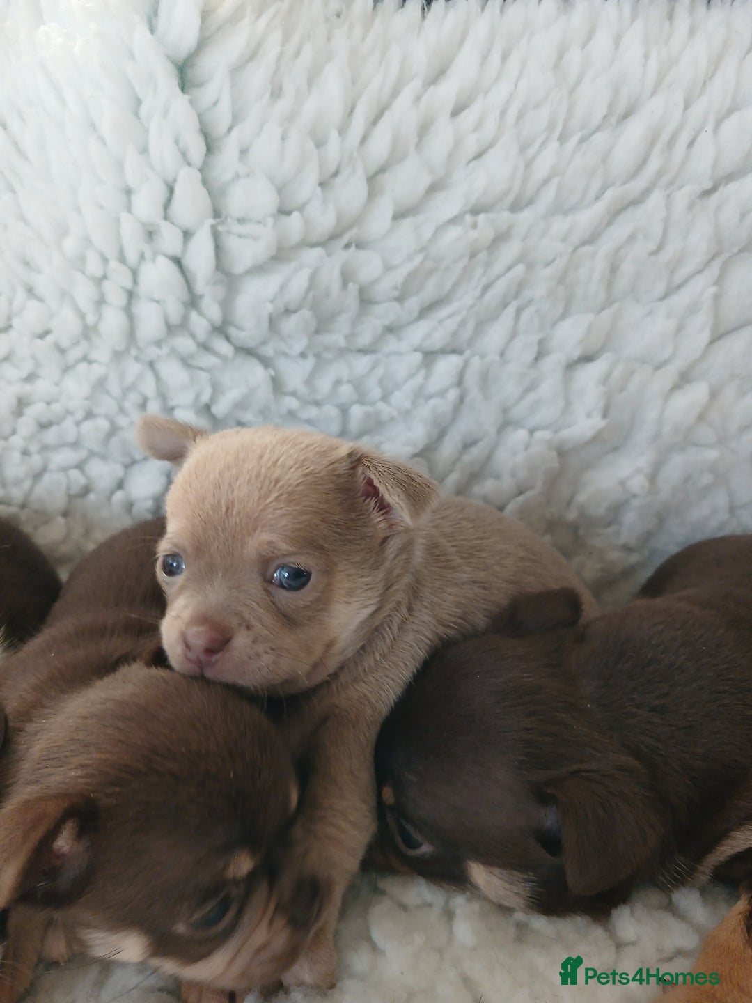 Chihuahua dogs for sale: STUNNING SMOOTH COAT CHIHUAHUAS - Advert 6