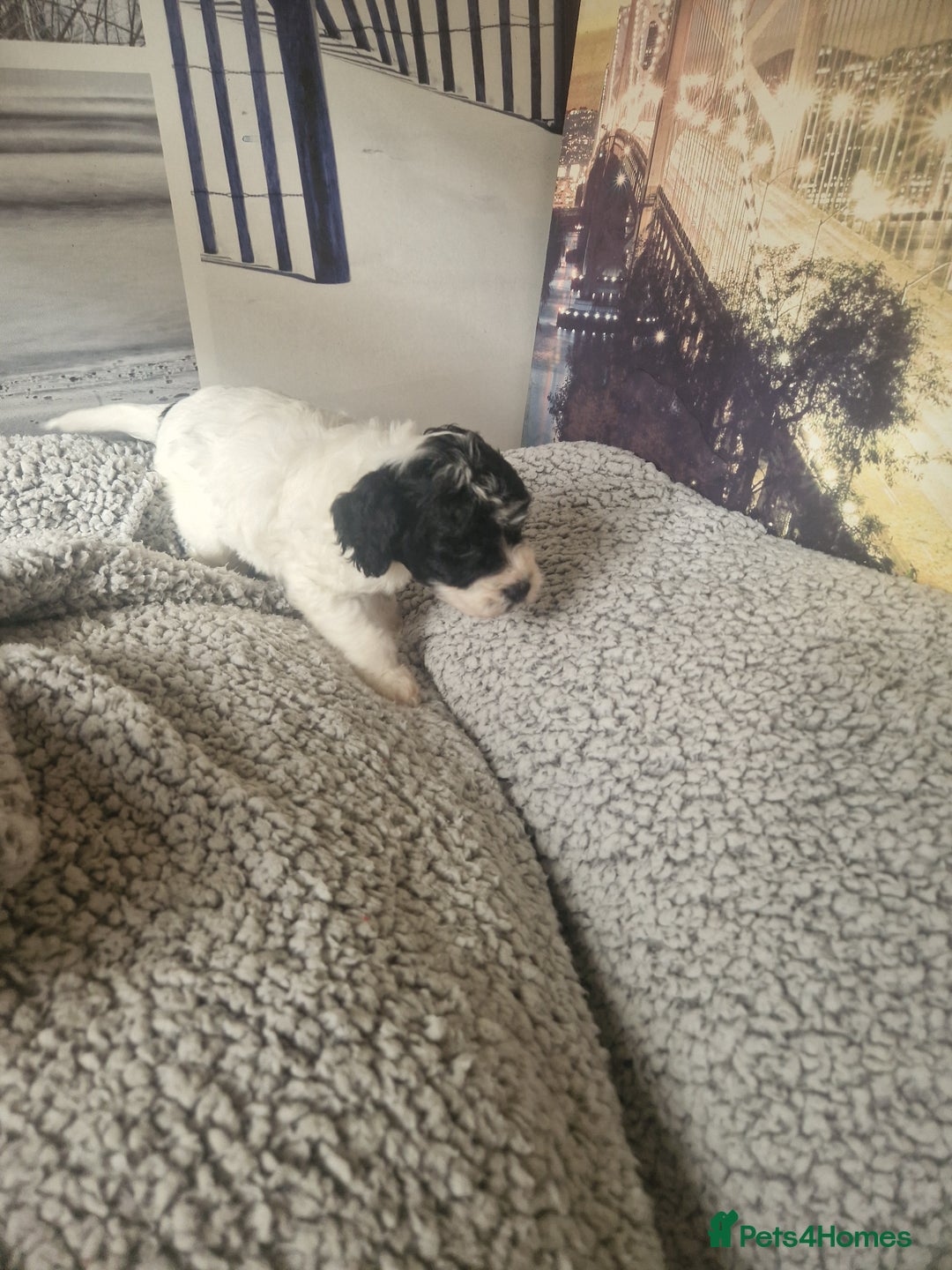 Cockapoo dogs for sale: 4 outstanding cockerpoos  - Image 18