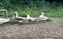 Geese poultry for sale: Embden X Toulouse Goslings  - Image 5