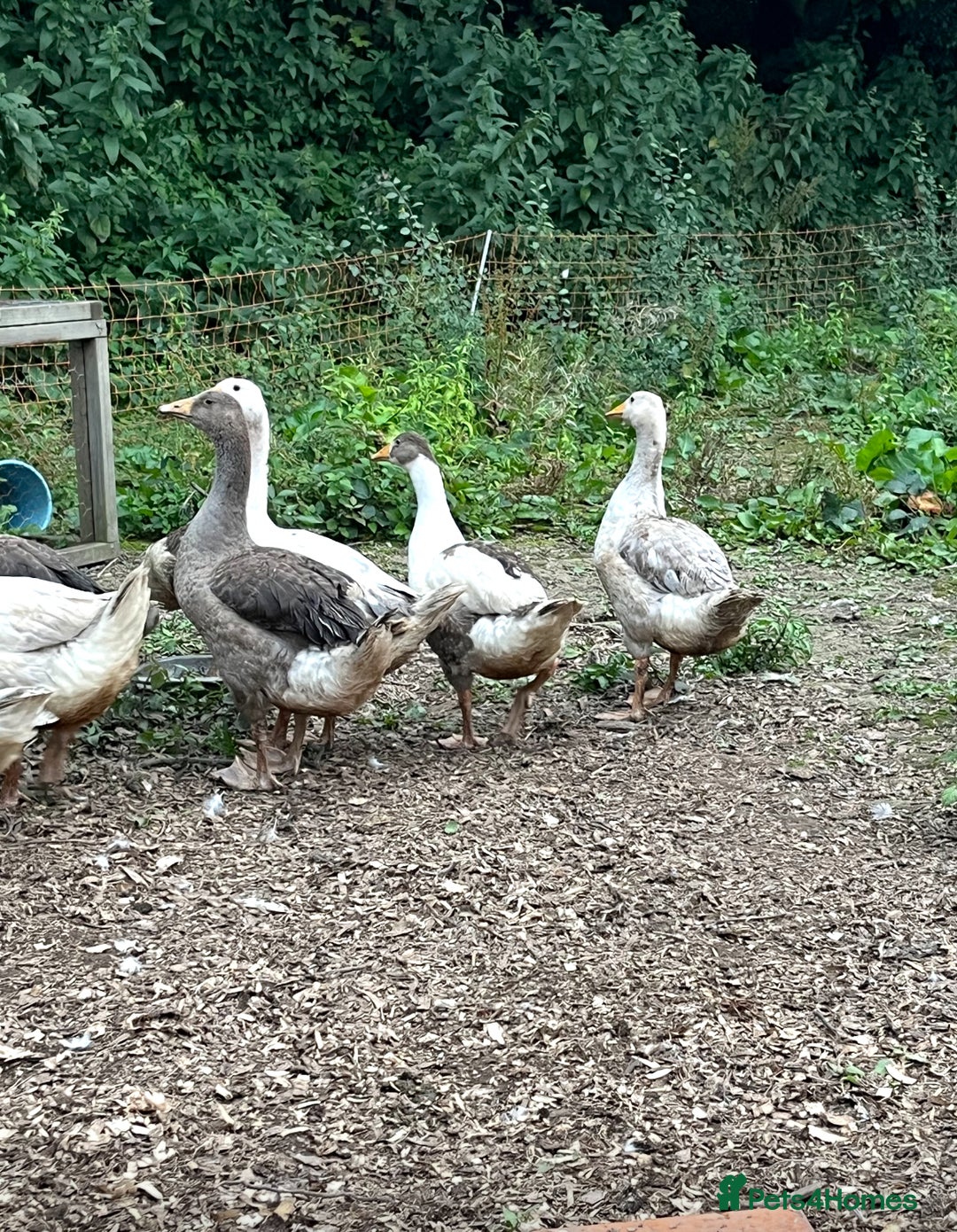 Geese poultry for sale: Embden X Toulouse Goslings  - Image 5