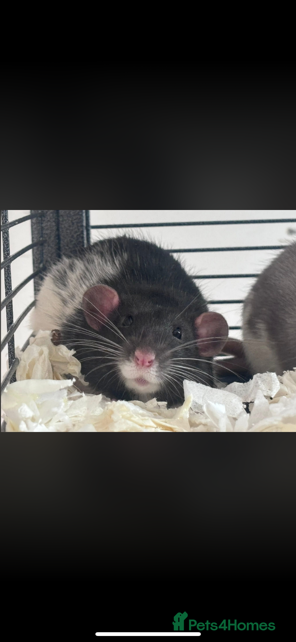 Rat rodents 13 week old male rat looking for a loving home ❤️ - Advert 1
