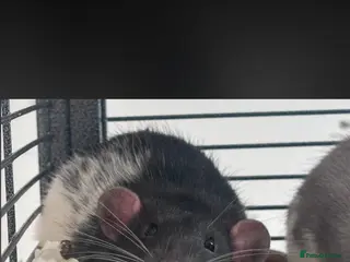 Rat rodents 13 week old male rat looking for a loving home ❤️ - Advert 1