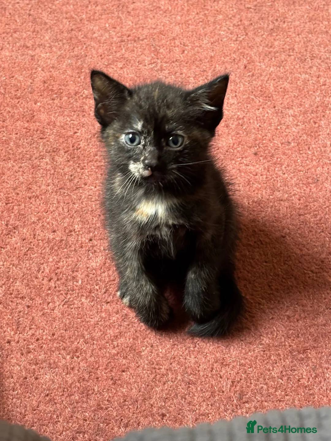 Mixed Breed cats for sale: 5 Beautiful Kittens For Sale  in Manchester - Advert 5