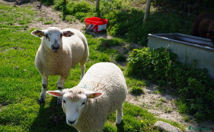 Sheep livestock - Advert 1